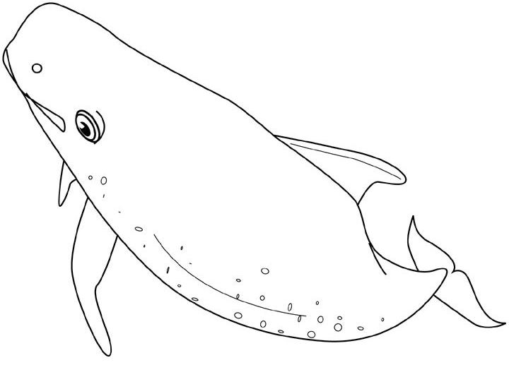 着色页: 鲸 (动物) #930 - 免费可打印着色页