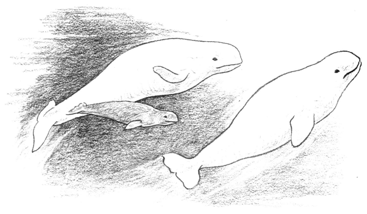 着色页: 鲸 (动物) #948 - 免费可打印着色页
