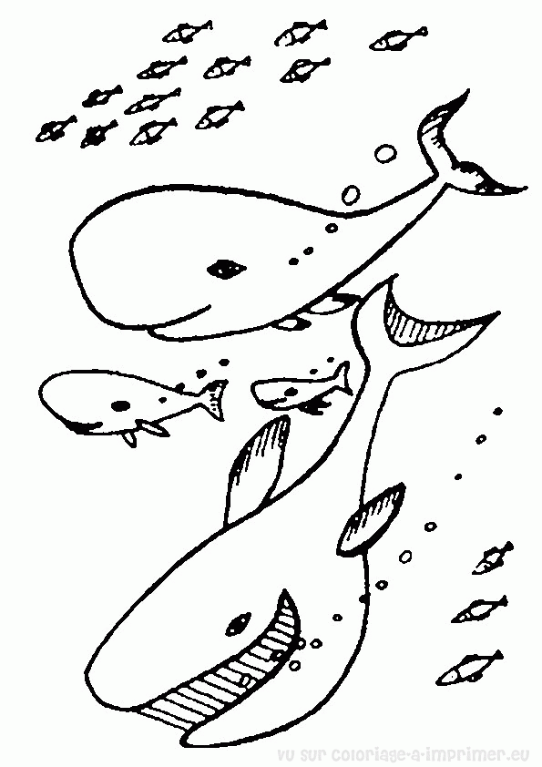 着色页: 鲸 (动物) #960 - 免费可打印着色页