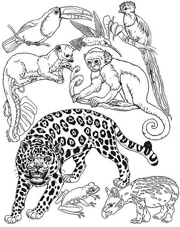 着色页: 野生/丛林动物 (动物) #21101 - 免费可打印着色页