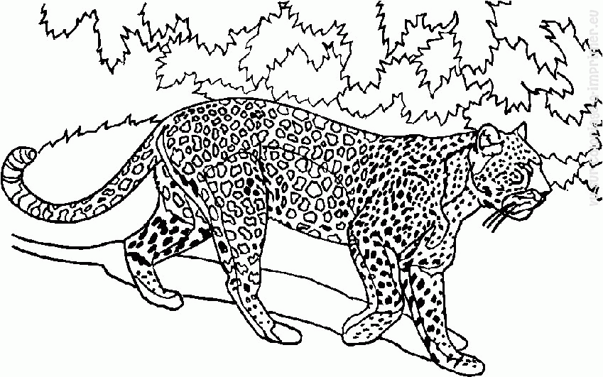 着色页: 野生/丛林动物 (动物) #21277 - 免费可打印着色页