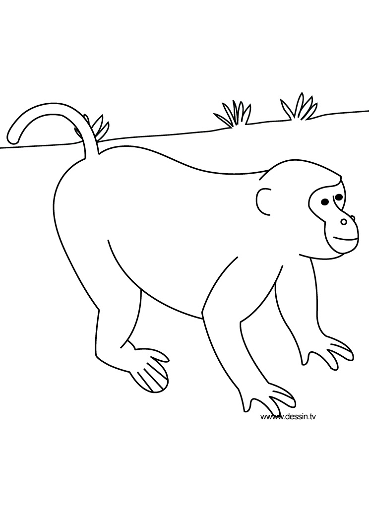 着色页: 野生/丛林动物 (动物) #21359 - 免费可打印着色页