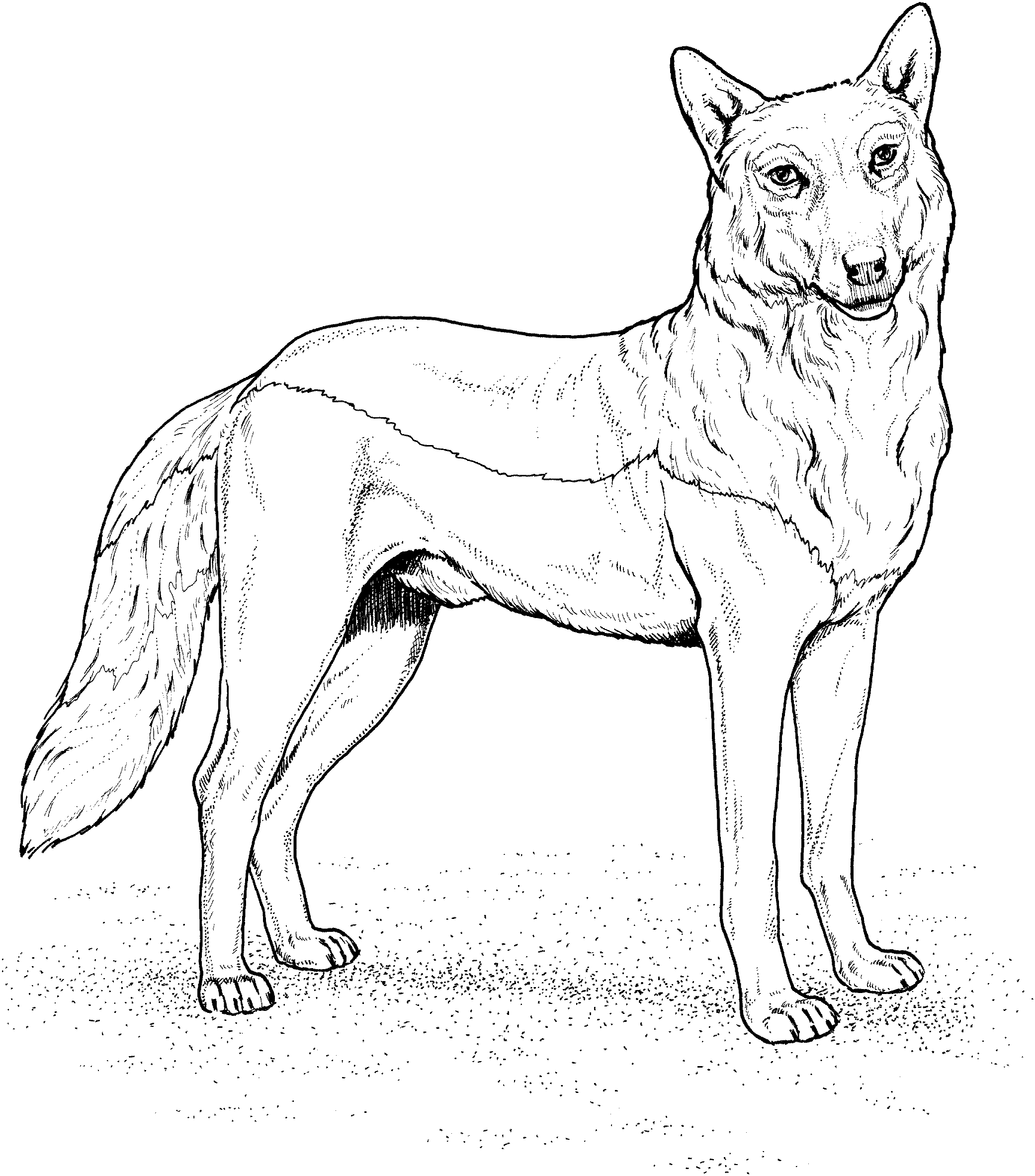 着色页: 狼 (动物) #10443 - 免费可打印着色页