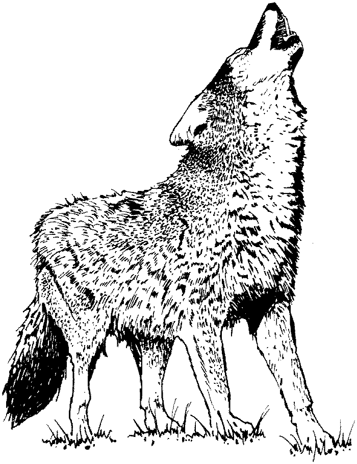 着色页: 狼 (动物) #10483 - 免费可打印着色页