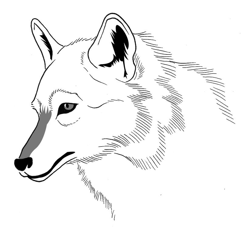 着色页: 狼 (动物) #10528 - 免费可打印着色页