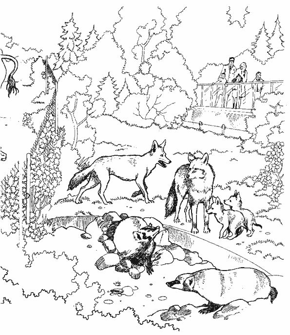 着色页: 狼 (动物) #10540 - 免费可打印着色页