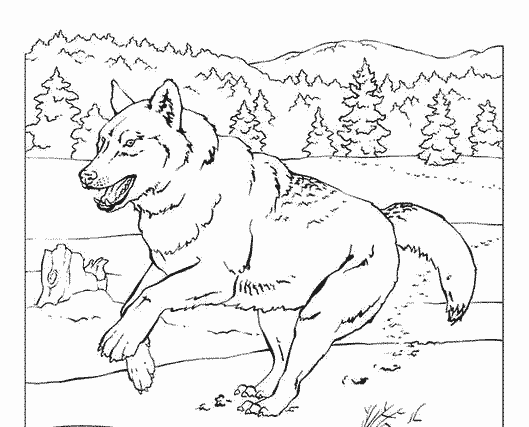着色页: 狼 (动物) #10543 - 免费可打印着色页