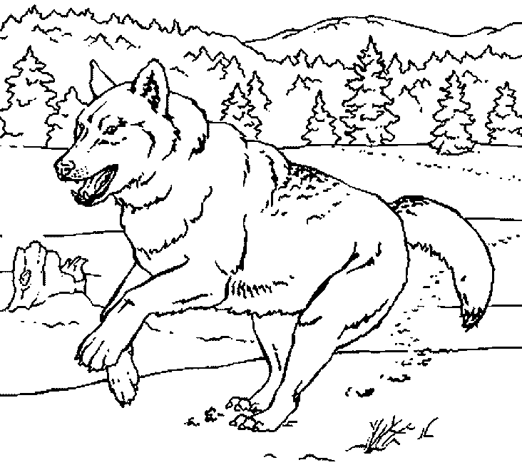 着色页: 狼 (动物) #10555 - 免费可打印着色页