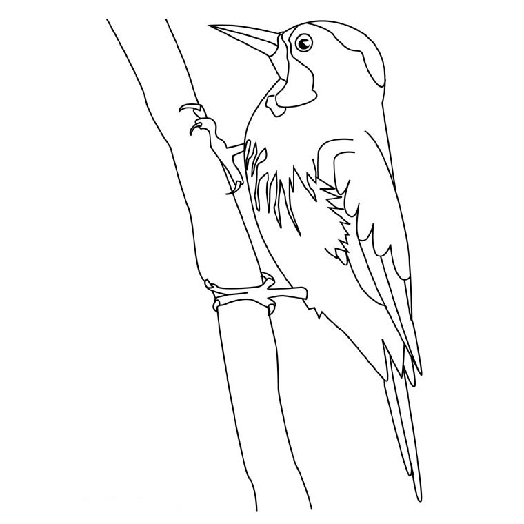 着色页: 啄木鸟 (动物) #16680 - 免费可打印着色页