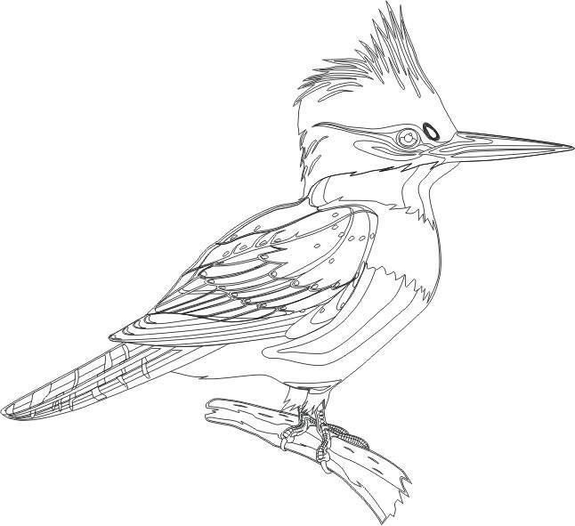 着色页: 啄木鸟 (动物) #16747 - 免费可打印着色页