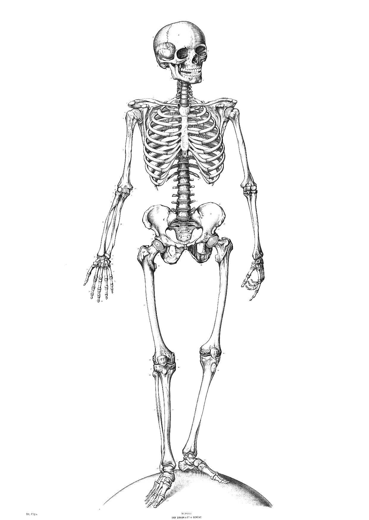 着色页: 骨骼 (人物) #147410 - 免费可打印着色页