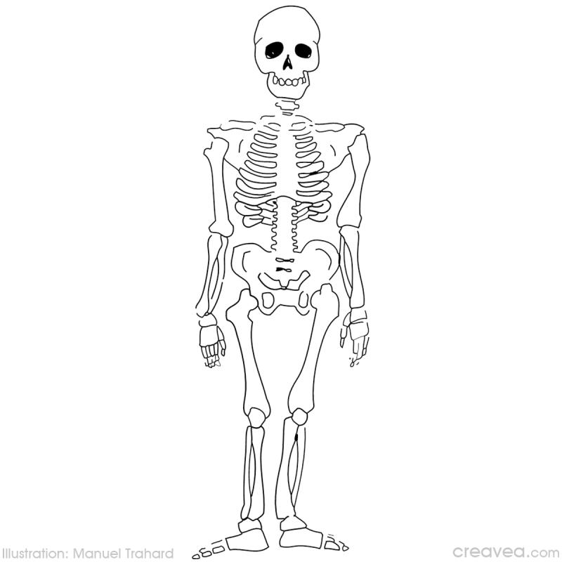 着色页: 骨骼 (人物) #147416 - 免费可打印着色页