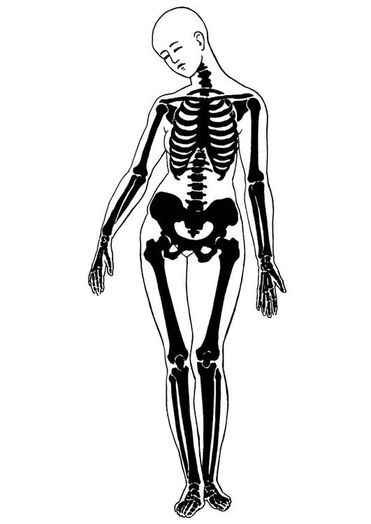着色页: 骨骼 (人物) #147418 - 免费可打印着色页