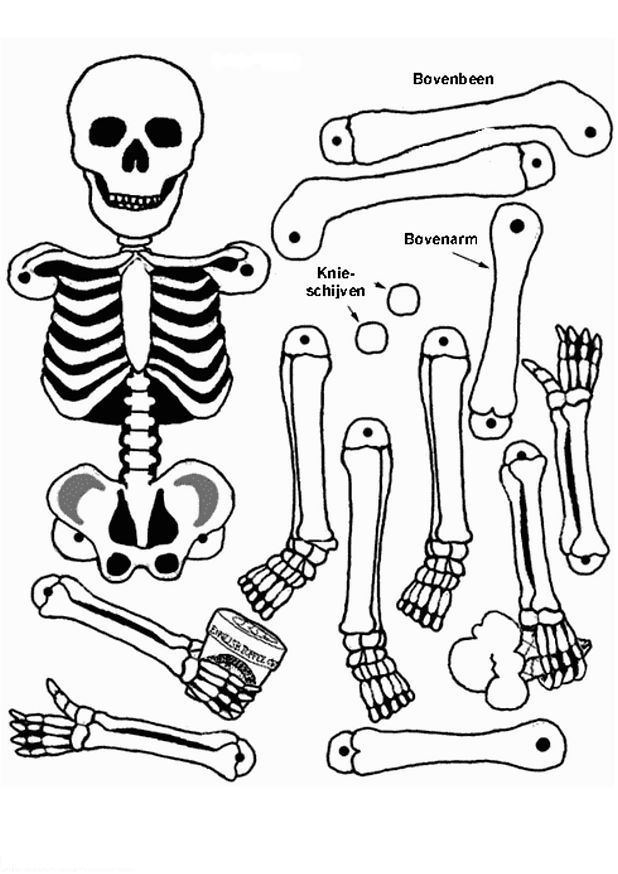 着色页: 骨骼 (人物) #147419 - 免费可打印着色页