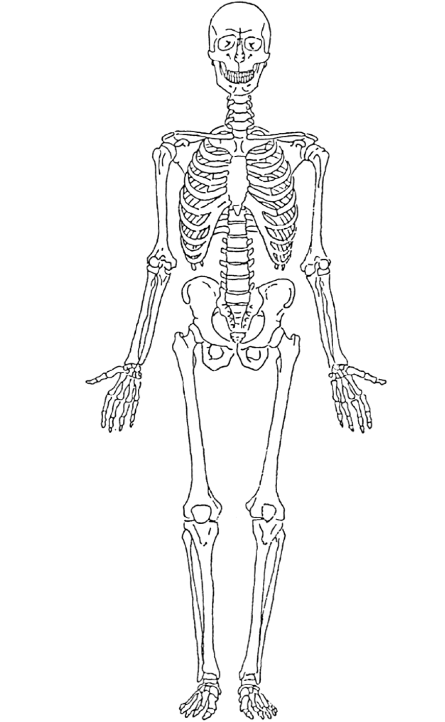 着色页: 骨骼 (人物) #147424 - 免费可打印着色页