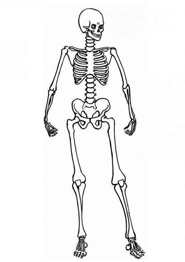 着色页: 骨骼 (人物) #147428 - 免费可打印着色页