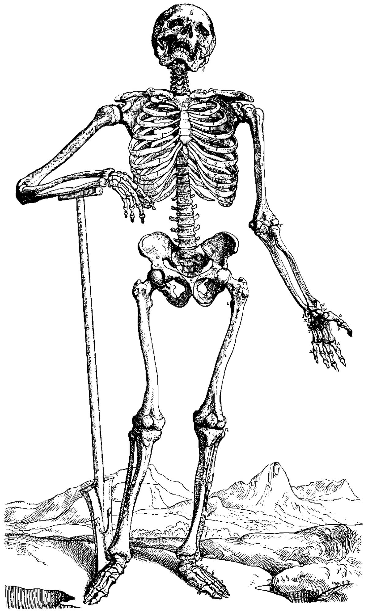 着色页: 骨骼 (人物) #147443 - 免费可打印着色页