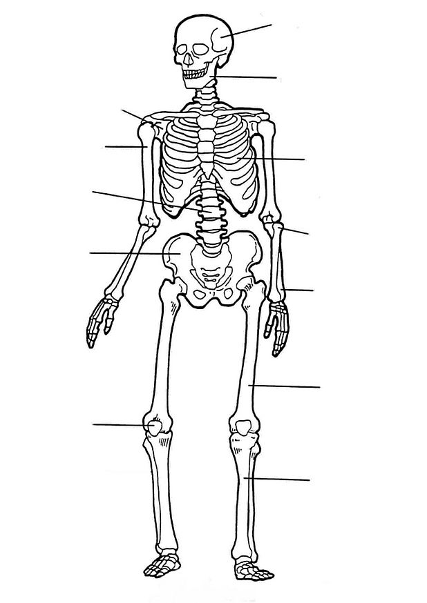 着色页: 骨骼 (人物) #147522 - 免费可打印着色页