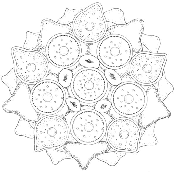 着色页: 星曼荼罗 (曼荼罗) #117952 - 免费可打印着色页