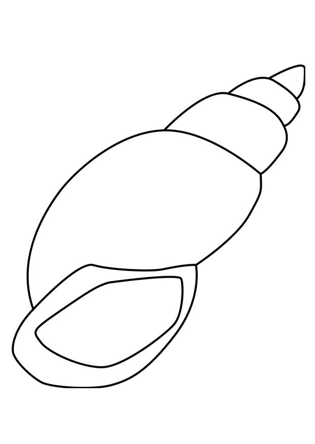 着色页: 贝壳 (自然与季节) #163153 - 免费可打印着色页