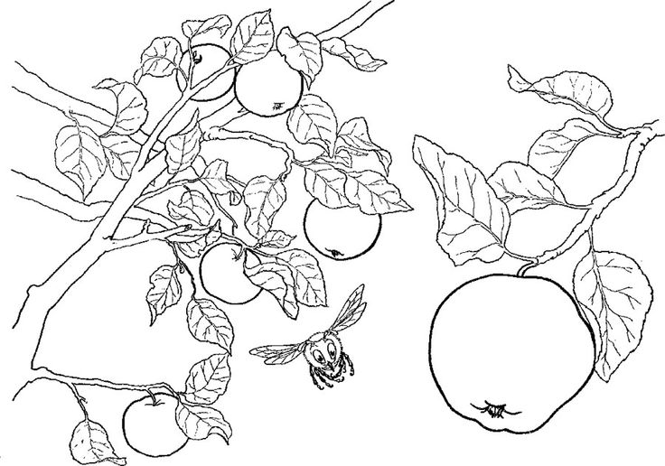着色页: 苹果树 (自然) #163774 - 免费可打印着色页