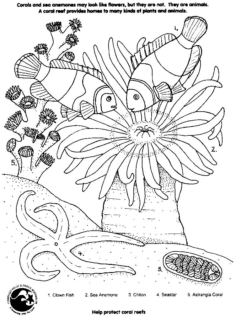 着色页: 珊瑚 (自然) #162901 - 免费可打印着色页