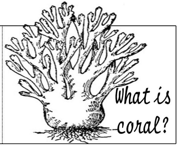 着色页: 珊瑚 (自然) #162907 - 免费可打印着色页