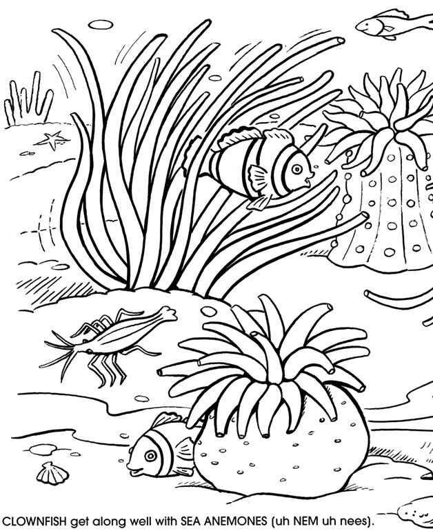 着色页: 珊瑚 (自然) #162920 - 免费可打印着色页