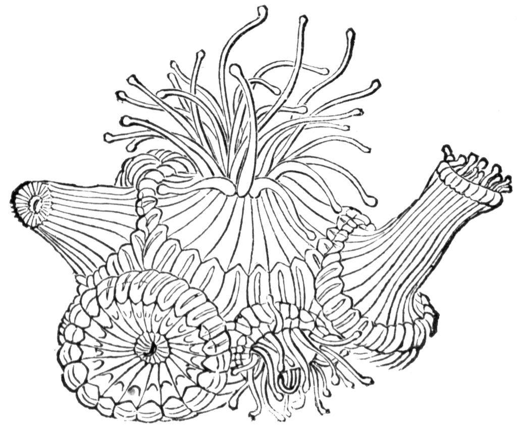 着色页: 珊瑚 (自然) #162964 - 免费可打印着色页