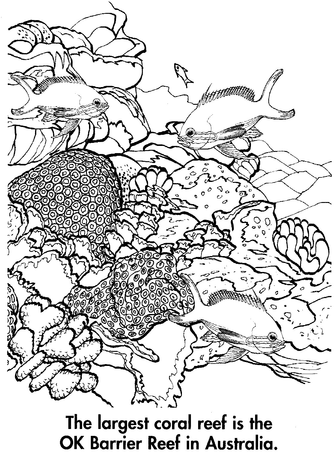 着色页: 珊瑚 (自然) #162971 - 免费可打印着色页