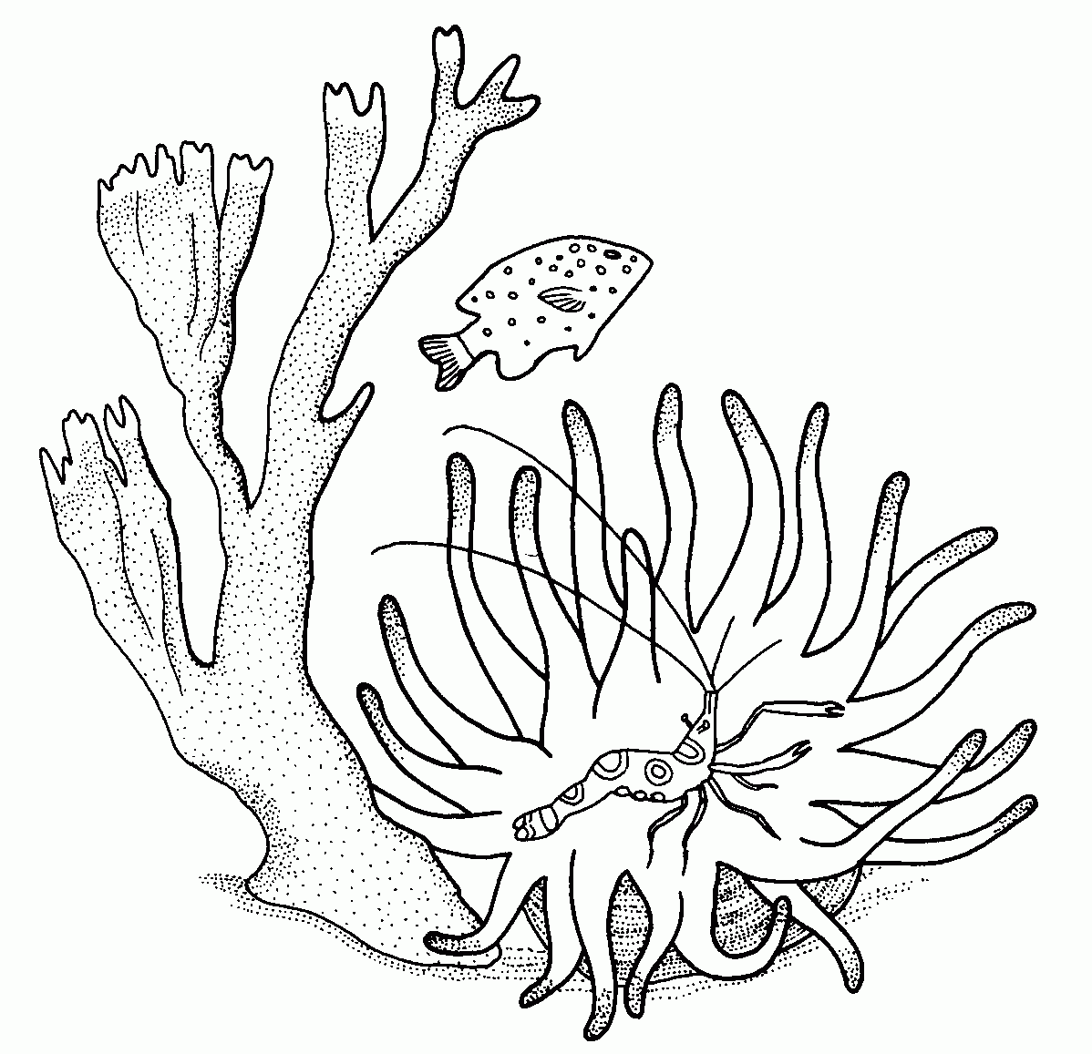 着色页: 珊瑚 (自然) #163008 - 免费可打印着色页