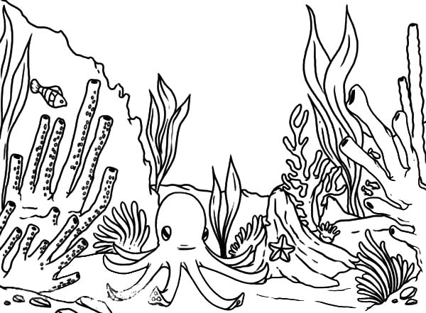 着色页: 珊瑚 (自然) #163042 - 免费可打印着色页