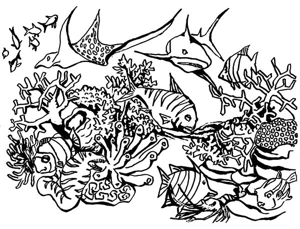 着色页: 珊瑚 (自然) #163066 - 免费可打印着色页