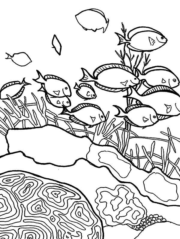 着色页: 珊瑚 (自然) #163085 - 免费可打印着色页