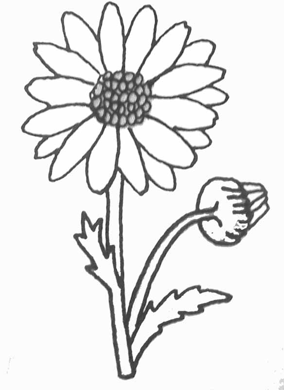 着色页: 雏菊 (自然) #161363 - 免费可打印着色页