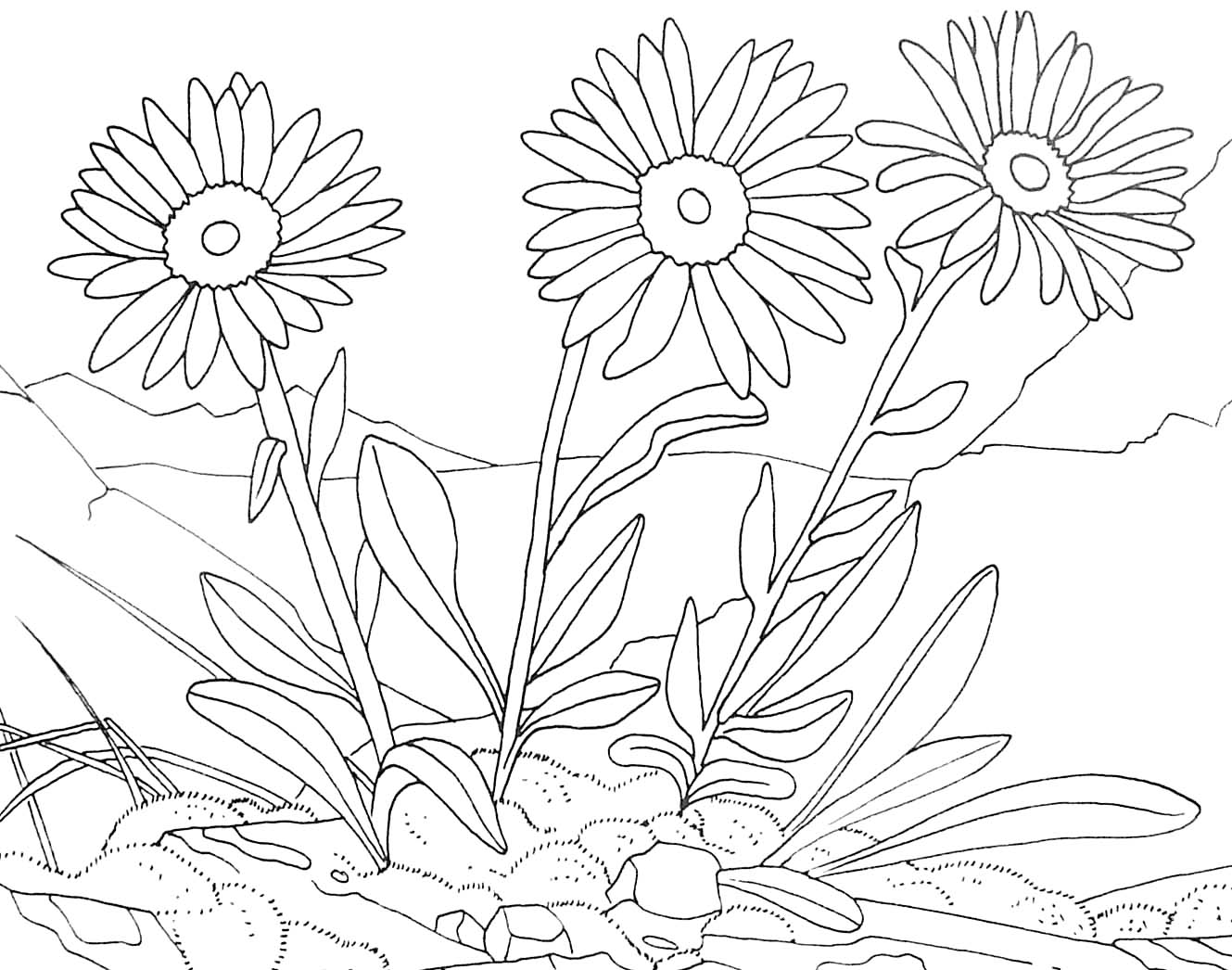 着色页: 雏菊 (自然) #161407 - 免费可打印着色页