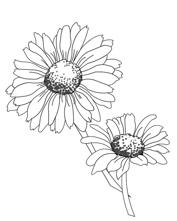 着色页: 雏菊 (自然) #161445 - 免费可打印着色页