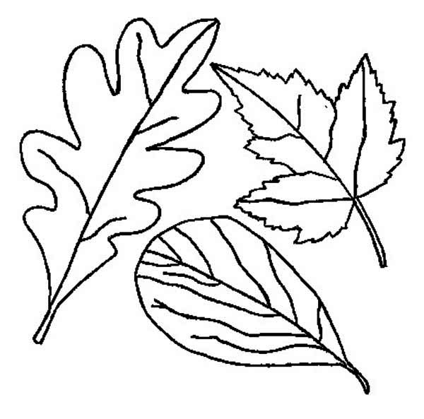 着色页: 秋季 (自然) #164295 - 免费可打印着色页
