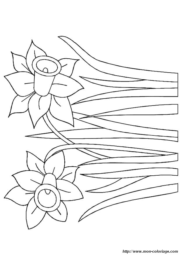 着色页: 花卉 (自然) #155217 - 免费可打印着色页