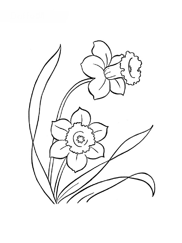着色页: 花卉 (自然) #155250 - 免费可打印着色页