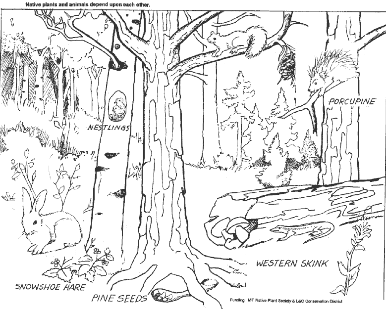 着色页: 森林 (自然) #157021 - 免费可打印着色页