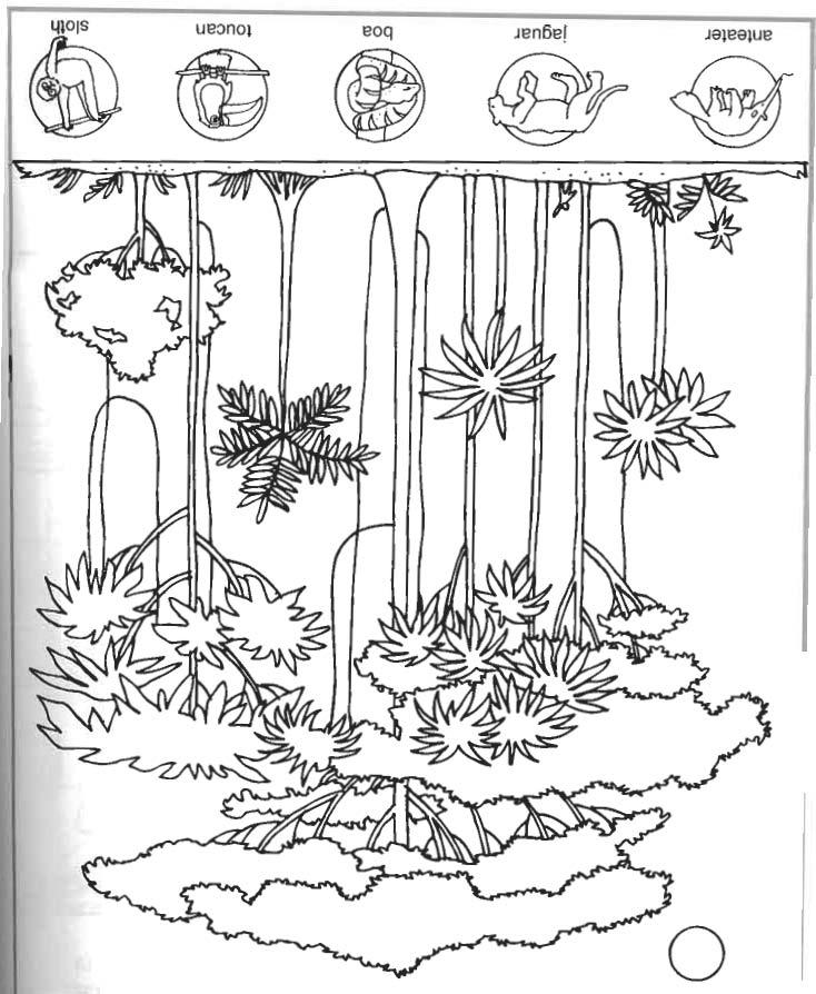 着色页: 森林 (自然) #157251 - 免费可打印着色页