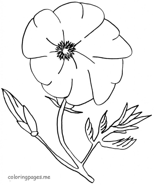 着色页: 罂粟 (自然) #162436 - 免费可打印着色页
