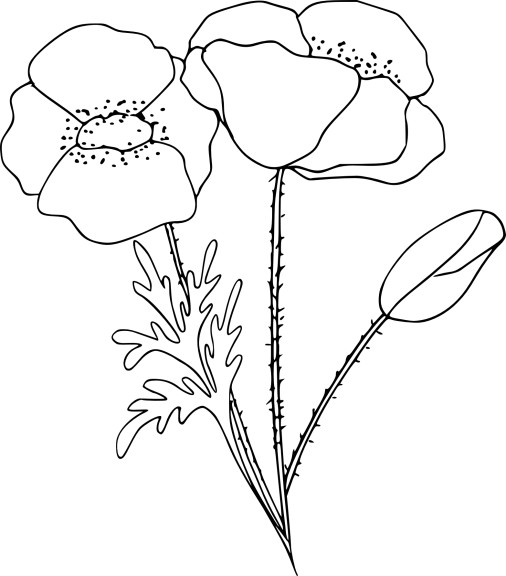 着色页: 罂粟 (自然) #162456 - 免费可打印着色页