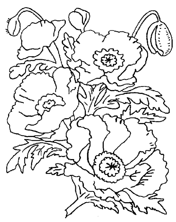 着色页: 罂粟 (自然) #162457 - 免费可打印着色页