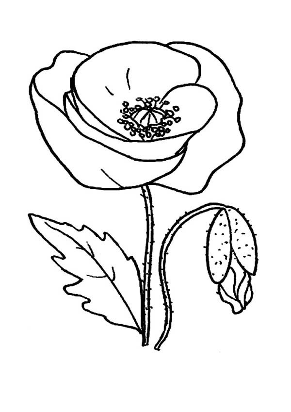 着色页: 罂粟 (自然) #162460 - 免费可打印着色页