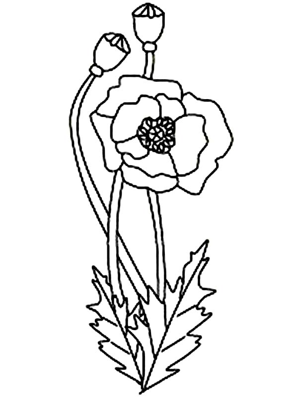 着色页: 罂粟 (自然) #162463 - 免费可打印着色页