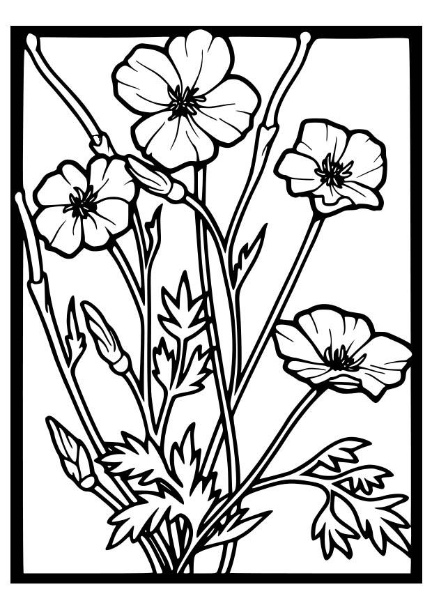 着色页: 罂粟 (自然) #162470 - 免费可打印着色页