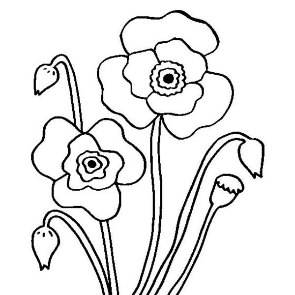 着色页: 罂粟 (自然) #162489 - 免费可打印着色页
