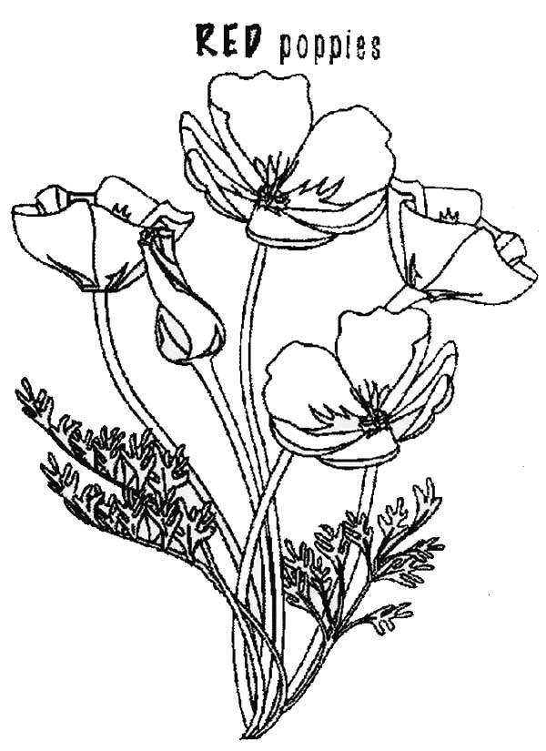 着色页: 罂粟 (自然) #162492 - 免费可打印着色页